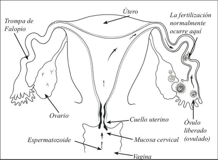 Diagrama aparato reproductor y proceso de concepción