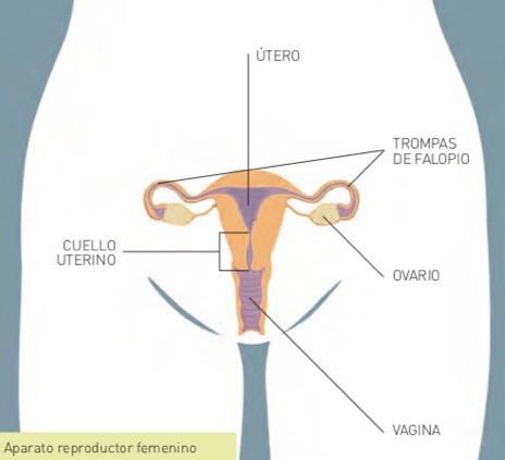Diagrama aparato reproductor femenino