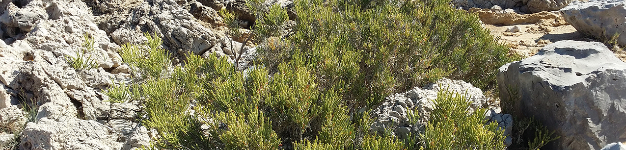 Portada de Mediterranean Botany. Universidad Complutense de Madrid